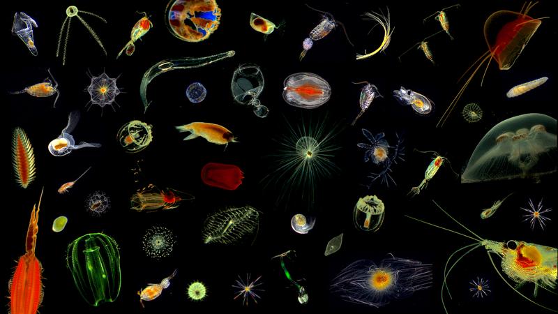 Microcosmos of the ocean: Plankton, imaged in the North Atlantic Ocean.