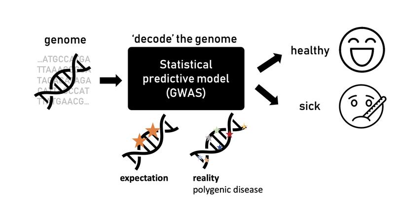 Traditional GWAS “black box”-like models use statistics to predict disease risk from genomes. Most diseases are polygenic, meaning many sites in the genome contribute towards disease risk, making it hard to pinpoint the underlying biological mechanisms.