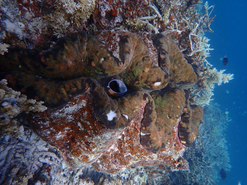 Durch Überfischung und stark zurückgehende Bestände jetzt als „vom Aussterben bedroht“ eingestuft: die Riesenmuschel Tridacna gigas. 