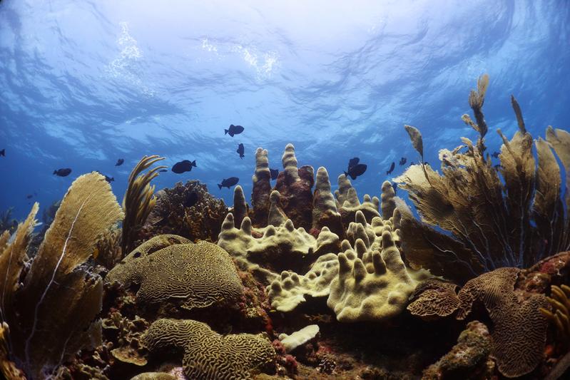 Caribbean coral reef dominated by algae