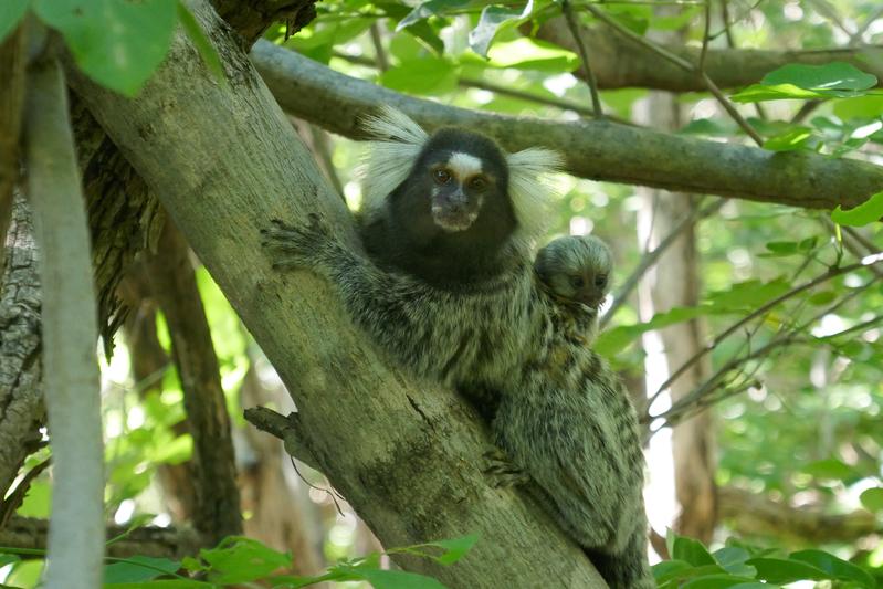 As in humans, infants of common marmosets interact with several caregivers from birth and are thus exposed to intensive social interaction.