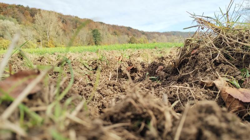 Böden enthalten natürlicherweise geringe Mengen an Metallen wie Cadmium. Durch die Bedingungen des Klimawandels könnten sie künftig stärker mobilisiert werden und über den Nutzpflanzenanbau auch in Nahrungsketten des Menschen gelangen.