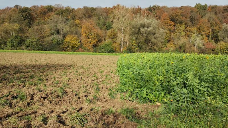 Soils naturally contain small amounts of metals such as cadmium. These could be mobilized to a greater extent in the future by a changing climate, thereby entering the human food chain via crop cultivation. 