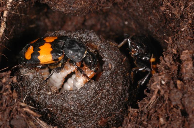 Parent beetles of the black-horned burying beetle (Nicrophorus vespilloides) feeding their larvae.