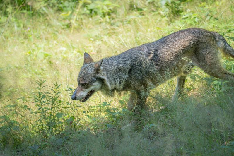 Wolf (Canis lupus) on a forest edge