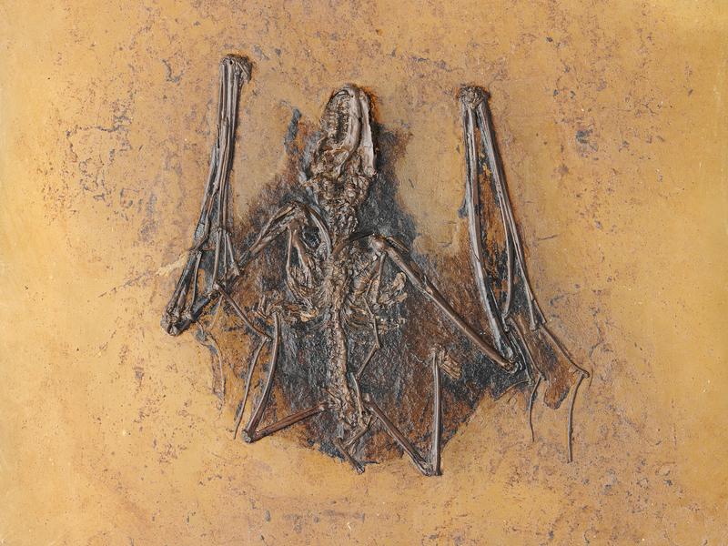   Eine in der Grube Messel gefundene Fledermaus (Palaeochiropteryx tupaiodon). 