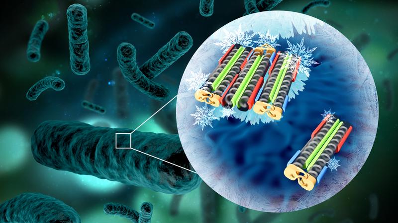 Special “ice nucleation proteins”, which are produced by certain bacteria, have the ability to control the freezing point of water.