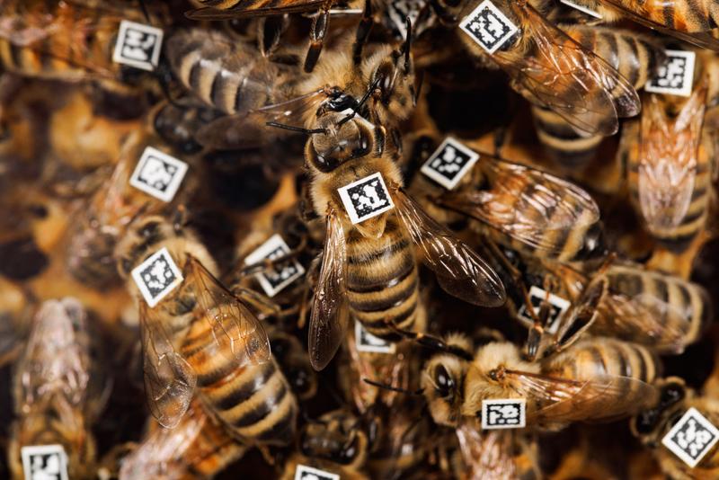 Die Bienen werden mit einem QR-Code gekennzeichnet, um ihr individuelles Verhalten nachvollziehen zu können. 