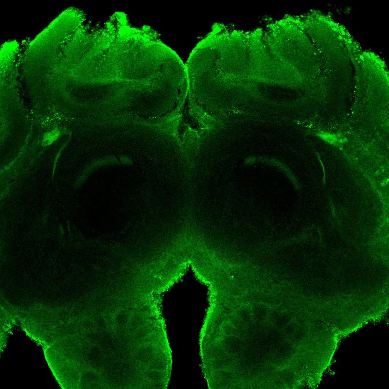 Grün markiertes neuronales Netzwerk im Bienengehirn. 