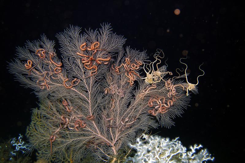 The deep-sea coral Callogorgia delta is often found in the Gulf of Mexico near cold springs; the photo was taken at a depth of 439 metres. The pink-coloured brittle stars are probably useful for the corals.