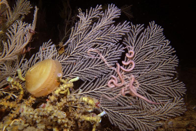 This deep-sea community, which contains the coral Callogorgia delta was discovered in 2016 at a depth of 624 metres in the Mississippi Canyon, Gulf of Mexico. Tubeworms and a clam can be seen in the foreground.