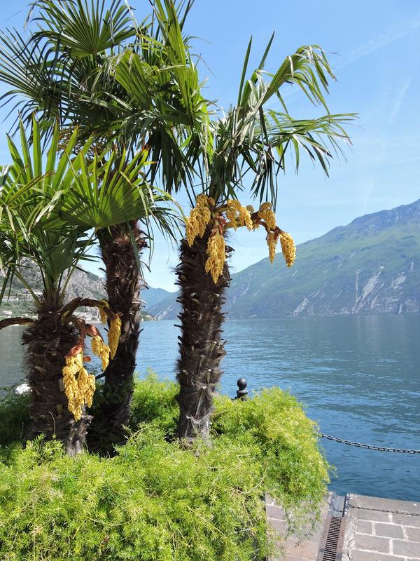 Die Chinesische Hanfpalme (Trachycarpus fortunei), auch bekannt als „Tessiner Palme“, darf in der Schweiz nicht mehr verkauft werden. 