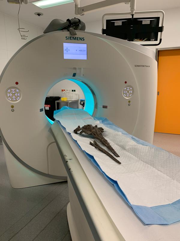 Der Schädel von Romaleodelphis pollerspoecki im CT der Klinik und Poliklinik für Radiologie am Klinikum der LMU München