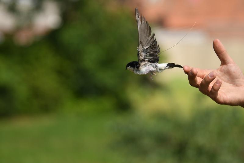 House martin tagged with an ATLAS transmitter for the recording of high-resolution movement data