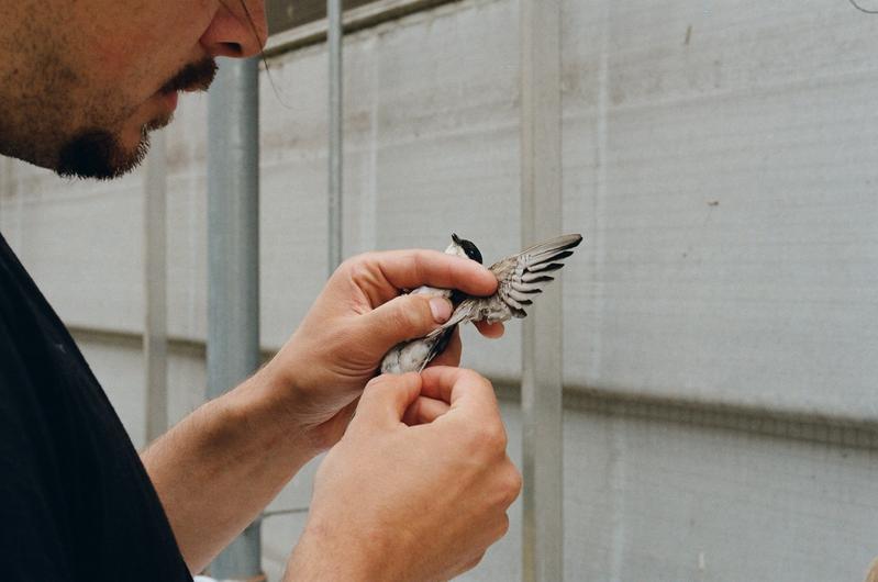 Blood sampling from a barn swallow for the identification of blood parasites