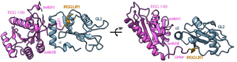 2.	IRGQ-Structure (pink/orange) IRGQ is anchored via another protein (gray) in the membrane of the “garbage bags” in which the non-functional MHC-I molecules are packaged. The bags later fuse with the lysosomes, and the molecules are degraded.