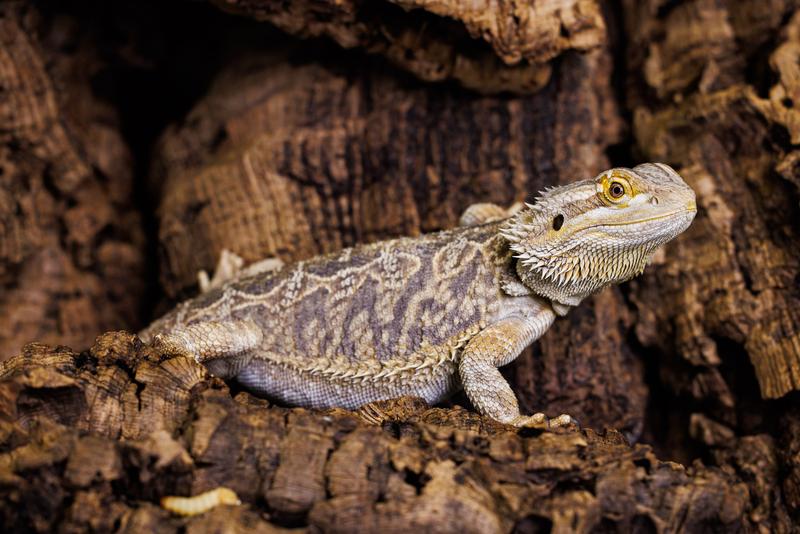 Die australische Bartagame Pogona vitticeps. 