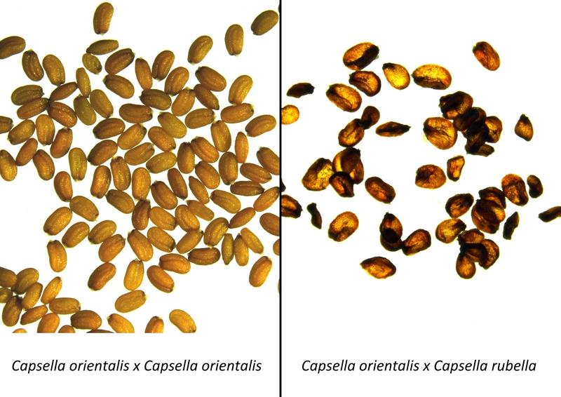 Lebensfähige Samen von Capsella orientalis auf der linken Seite und kollabierte, nicht lebensfähige Samen, die durch Kreuzung von Capsella orientalis mit ihrer nahen Verwandten Capsella rubella erzeugt wurden.