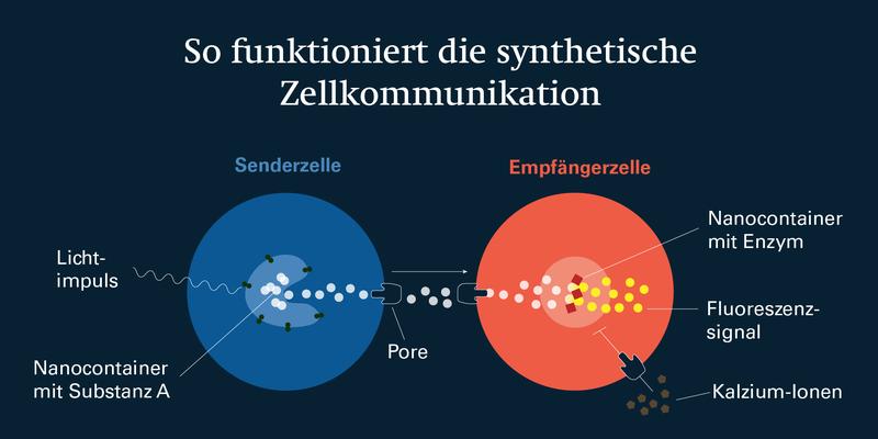 So funktioniert die synthetische Zellkommunikation