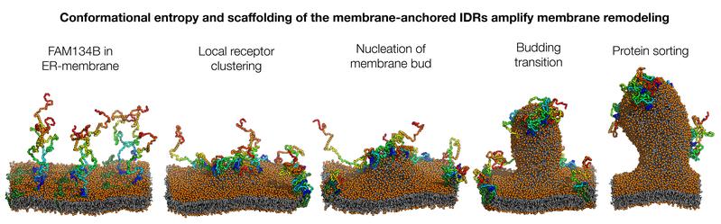 The IDRs of the ER phagie receptor FAM134B initially move like tentacles (1). Local clusters initiate the curvature of the membrane (2 to 4). Redistribution of the proteins (5) is followed by constriction of the membrane vesicle (not shown).