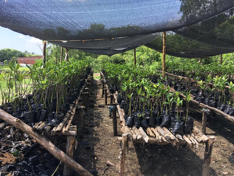 Mangrove nursery in the village of Santa Ana in Barú, Colombia