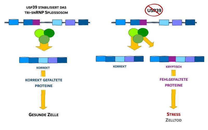 USP39 stabilisiert das Spleißosom (grün), das nicht benötigte Teile (grau und violett) der mRNA herausschneidet. Fehlt USP39, wird die mRNA zum Teil schlecht verarbeitet. Die Folge sind fehlgefaltete Proteine, die zu Stress und Zelltod führen.
