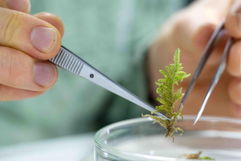 Untersuchung eines Grünstängelmooses (Pseudoscleropodium purum) am Institut für Ökologie und Evolution der Friedrich-Schiller-Universität Jena. 