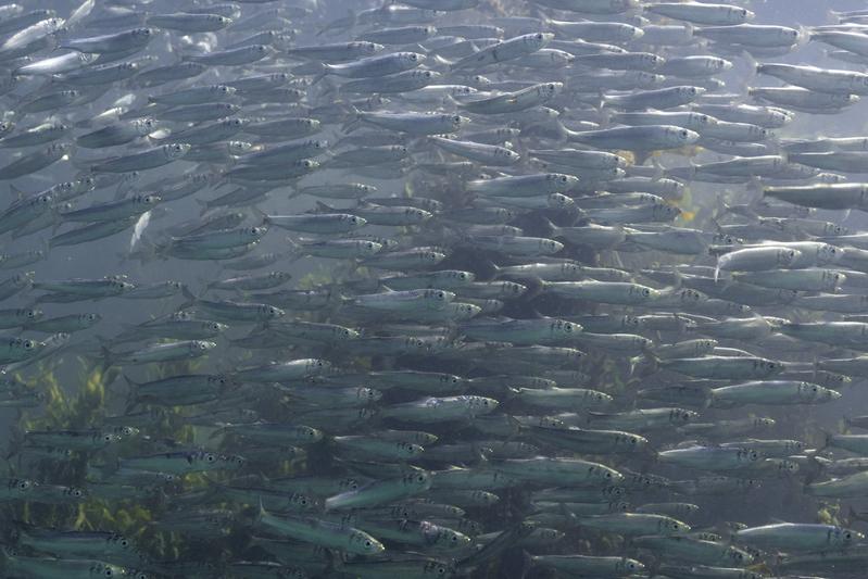 Heringe sind bekannt dafür, dass sie riesige Schwärme bilden (hier: Jungfische vor Helgoland). In der westlichen Ostsee nehmen die Bestände jedoch stark ab. 