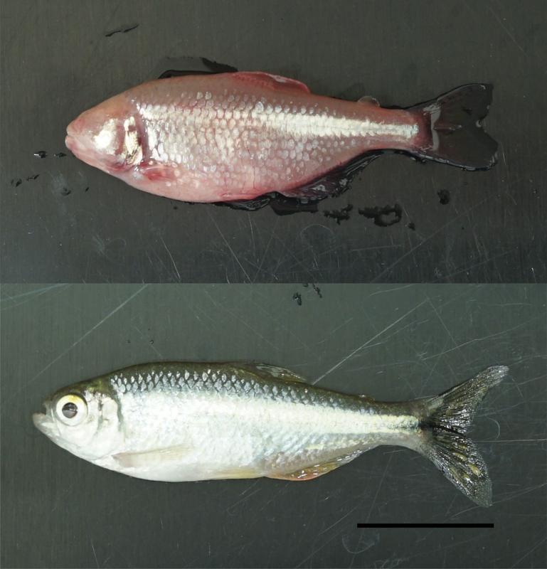 Die blinde Höhlenform (oben) und Oberflächenform (unten) des Mexikanischen Salmlers (Astyanax mexicanus) (Skalierung: 20 mm). 