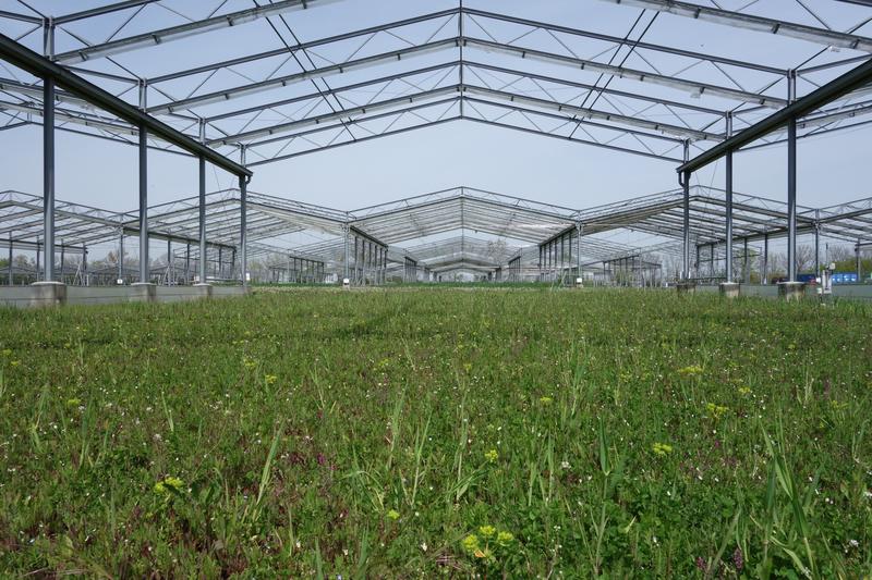 Versuchsfläche mit nachhaltiger Grünlandnutzung im Feldexperiment „Global Change Experimental Facility“ des Helmholtz-Zentrums für Umweltforschung (UFZ) in Bad Lauchstädt. Die Dachkonstruktionen simulieren zukünftige Klimabedingungen.