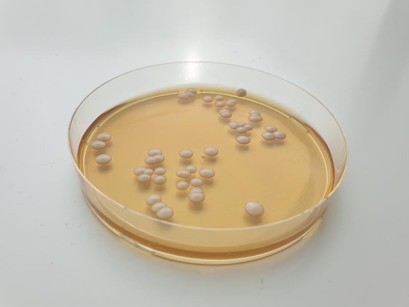 Colonies of Candida parapsilosi.