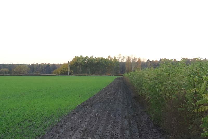 Agroforstsystem mit Pappelstreifen auf den Flächen von Landwirt Thomas Domin im Süden von Brandenburg 