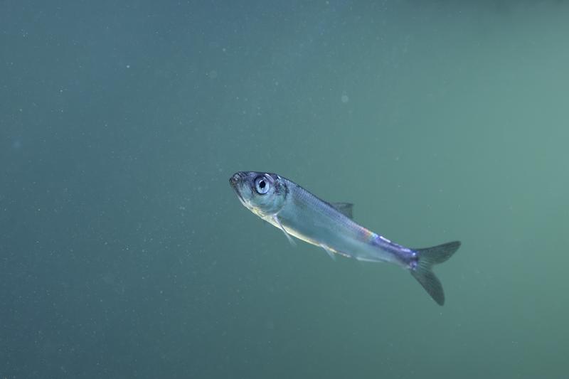 Five millimetre long herring larvae grow into juveniles about ten centimetres long after a year.