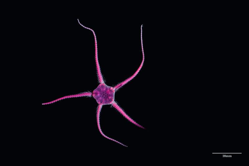 Die Schlangenstern-Art Ophiocten gracilis wurde während einer Polarstern-Expedition zwischen Nordatlantik und Arktischem Ozean in über 1.000 Metern Tiefe gefunden. 