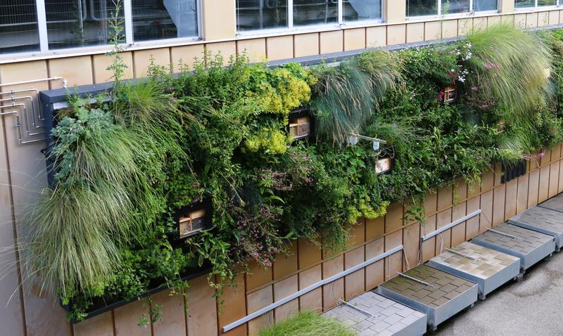 Bei der Wilden Klimawand handelt es sich um ein innovatives Grünfassaden-system zur Förderung der Biodiversität und Klimaresilienz in urbanen, hochverdichteten Räumen