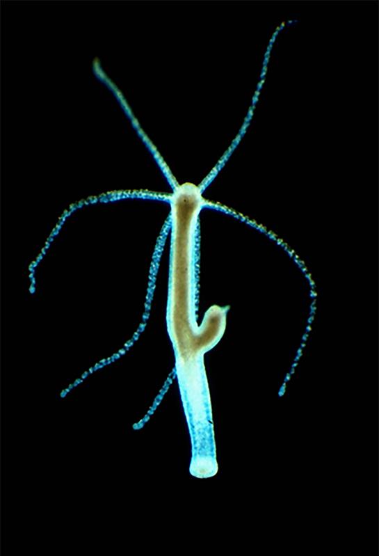 Süßwasserpolyp Hydra viridis  