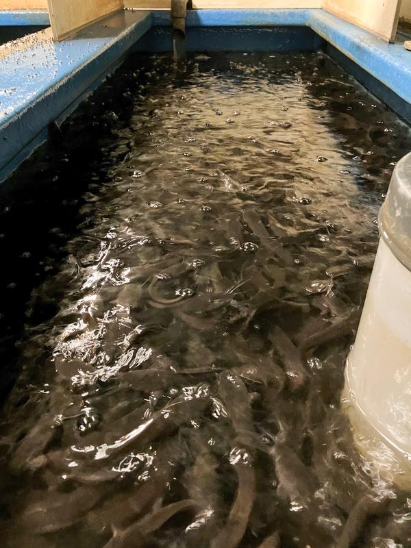 African catfish in aquaculture farm 