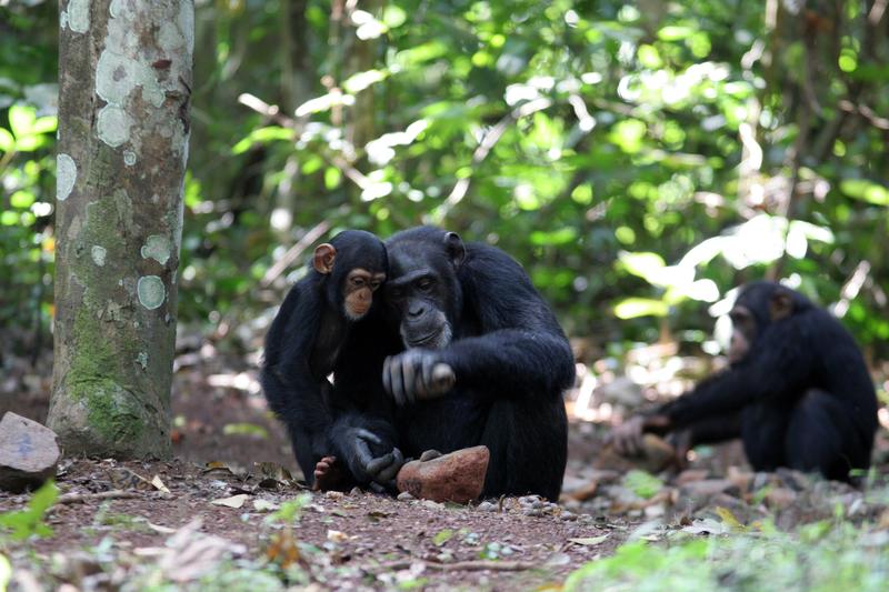 Der achtjährige Jeje beobachtet und lernt den Umgang mit einem Werkzeugset von seiner Mutter Jire: einem Steinhammer und einem Steinamboss, die zum Knacken von Nüssen verwendet werden, Bossou, Guinea, Westafrika.