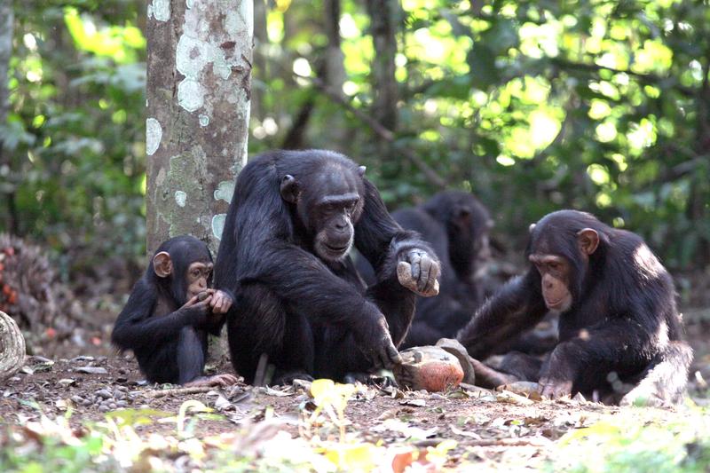 Die einjährige Joya beobachtet und lernt den Umgang mit einem Werkzeugset von ihrer Mutter Jire: einem Steinhammer und einem Steinamboss, die zum Knacken von Nüssen verwendet werden, Bossou, Guinea, Westafrika. 