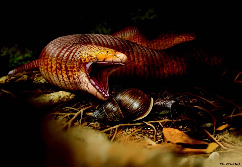 Die neuentdeckte Doppelschleichen-Art ist die weltweit größte. Vermutlich ernährten sich die Tiere vor 50 Millionen Jahren vor allem von Schnecken.