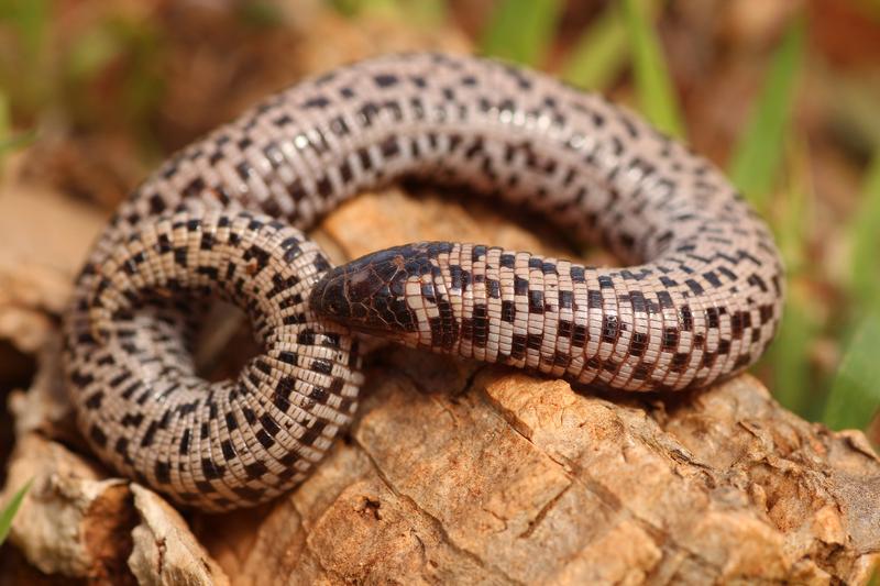 Auch die heute lebende Schachbrett-Doppelschleiche (Trogonophis wiegmanni) ernährt sich von Schnecken. 