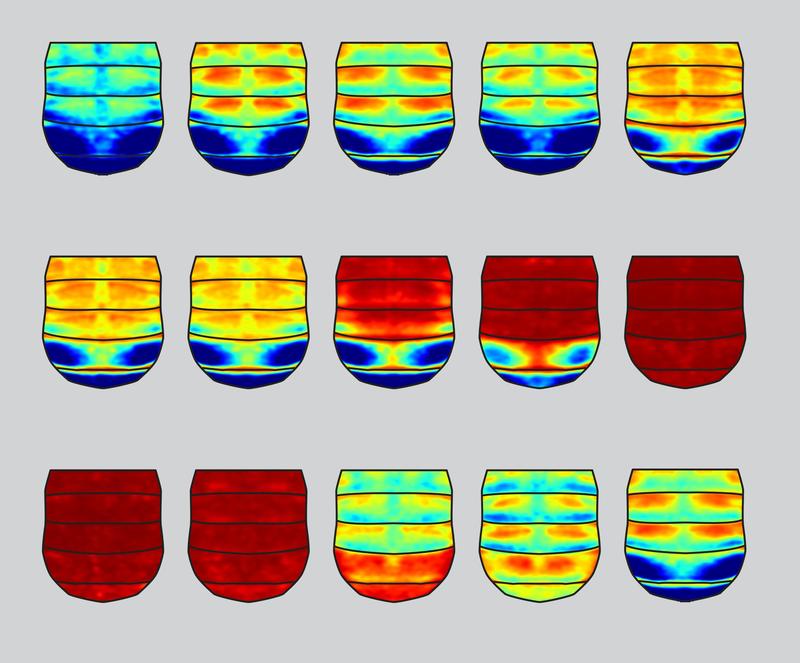 The images show the abdomen of flies in which a specific enhancer region has been modified. Depending on how much and which part of the region is modified, different areas of the pigment pattern change. 