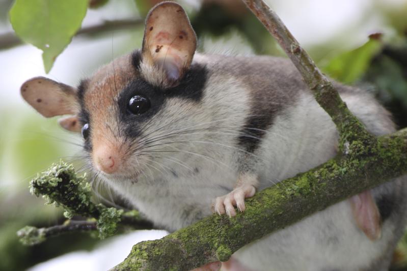 Der Gartenschläfer (Eliomys quercinus), „Wildtier des Jahres 2023“, ist vom Aussterben bedroht. Die Analyse seines Erbguts trägt dazu bei, passgenaue Erhaltungsstrategien zu entwickeln. 