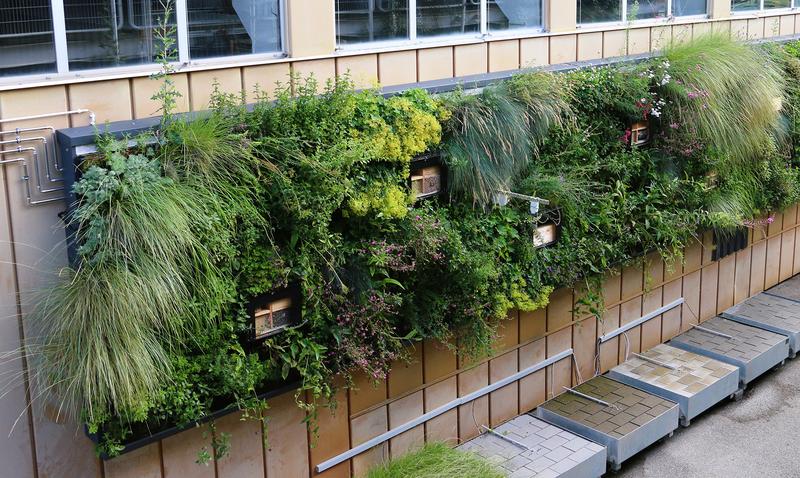 Bei der Wilden Klimawand handelt es sich um ein innovatives Grünfassaden-system zur Förderung der Biodiversität und Klimaresilienz in urbanen, hochverdichteten Räumen