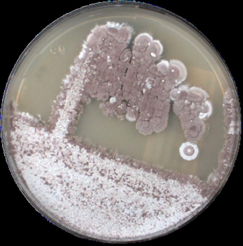 Antibiotika-Produzent Streptomyces lonegramiae DSM 41529T auf M65-Agarplatte bei 28°C, benannt nach Prof. Dr. Lone Gram von Technical University of Denmark (DTU) für ihre bedeutenden Beiträge zur Erforschung mikrobieller Sekundärmetaboliten.
