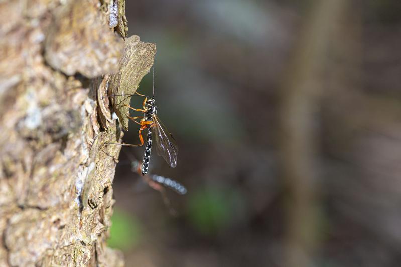 Die meist kleineren Männchen der Holzwespen-Schlupfwespe unterscheiden sich deutlich von den Weibchen durch das Fehlen des auffälligen Legebohrers.