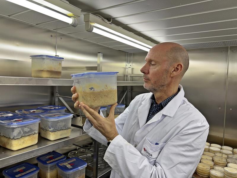 «Pilzjäger» Francis Schwarze in seiner Schatzkammer: Pilzkulturen, die leuchten, Marmorholz produzieren oder Holz zum Klingen bringen sind seine Spezialität.