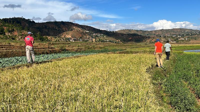 Reisfeld in Betafo auf Madagaskar mit Mitarbeitenden der FOFIFA. Die Blätter der Reispflanzen zeigen bereits die helle Färbung, die für die Weißblättrigkeit typisch ist. 