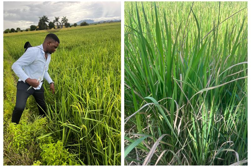 Reuben Mihayo, scientist at TARI in Tanzania, takes leaf samples to examine them for the presence of BB. Right: Rice plants in Madagascar, which are heavily infected with bacterial blight. 