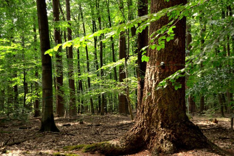 Eine Waldversuchsfläche, die ein Mischwaldgebiet aus Buchen und Douglasien darstellt. Der massive Baumstamm im Vordergrund gehört zu einer Douglasie, einer nicht einheimischen Nadelbaumart, die ursprünglich aus Nordwestamerika kommt.